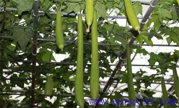 阳台丝瓜种植技术