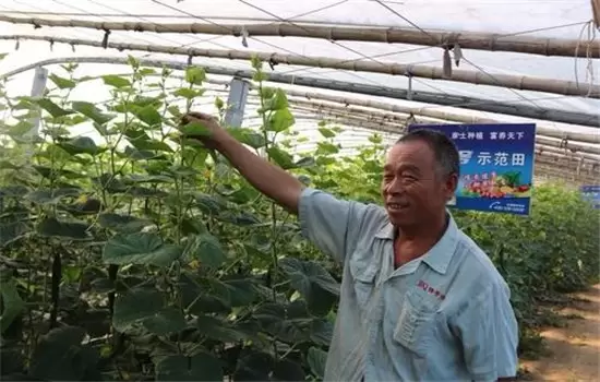 黄瓜栽培技术与管理:育苗、定植与管理 黄瓜栽培技术与管理:育苗、定植与管理