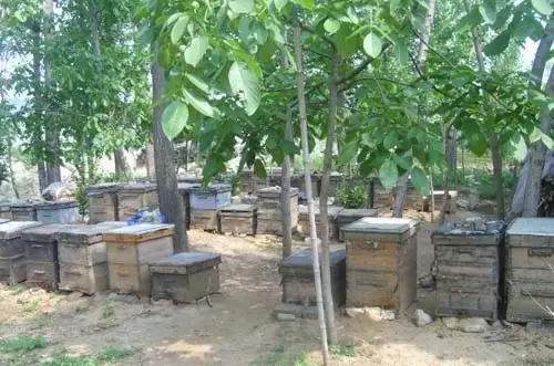 蜜蜂蜂场通常采用的几种消毒方法 蜜蜂蜂场通常采用的几种消毒方法