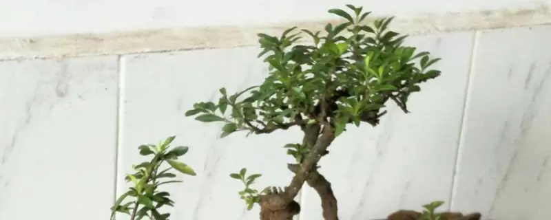 铁马鞭盆景的养殖方法