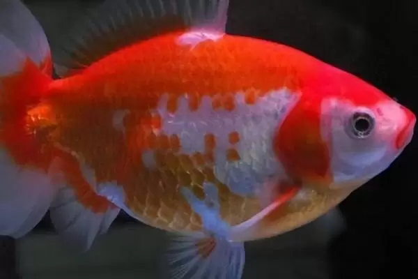 鲤鱼蹭缸的治疗方法,需要先换水 鲤鱼蹭缸的治疗方法,需要先换水