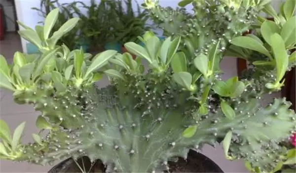 麒麟掌怎么养