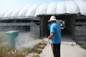 肉鸽养殖场如何建立完善的鸽场、鸽舍卫生插图1 肉鸽养殖场如何建立完善的鸽场、鸽舍卫生插图1