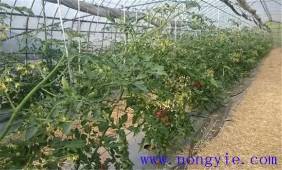 越冬茬番茄栽培技术要点介绍 越冬茬番茄栽培技术要点介绍