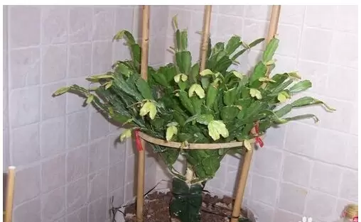 蟹爪兰的养殖技巧和注意事项 蟹爪兰的养殖技巧和注意事项