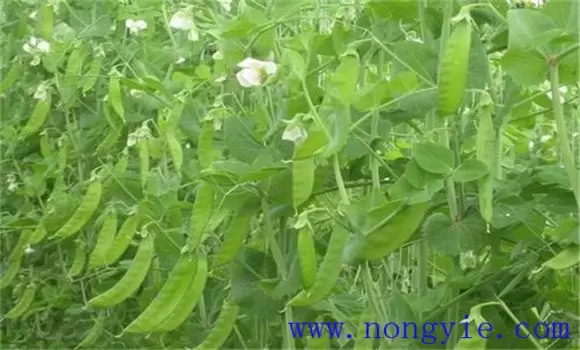 豌豆种植时间和条件 豌豆种植时间和条件