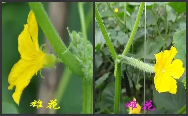 黄瓜有哪些生长调节剂 黄瓜有哪些生长调节剂