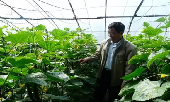 黄瓜栽培技术要点