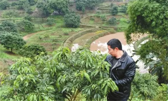 荔枝冻害的预防方法 荔枝冻害的预防方法