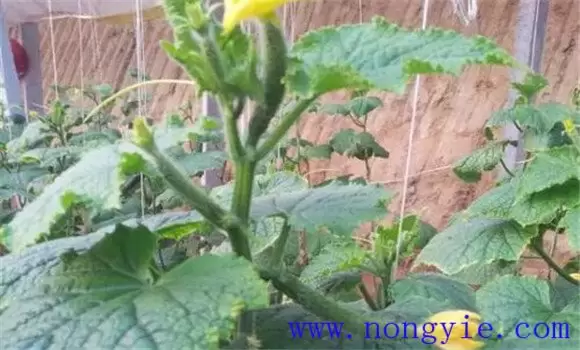 黄瓜瓜打顶是什么原因造成的 黄瓜瓜打顶是什么原因造成的