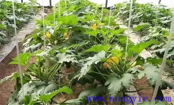 西葫芦定植后的管理技术要点 西葫芦定植后的管理技术要点