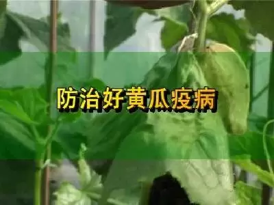 黄瓜疫病防治要点
