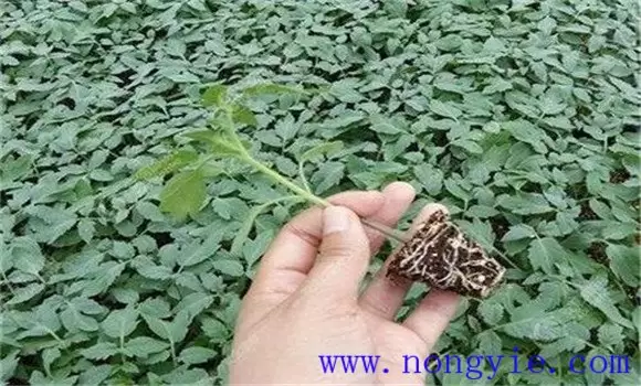越冬茬番茄栽培技术要点介绍 越冬茬番茄栽培技术要点介绍