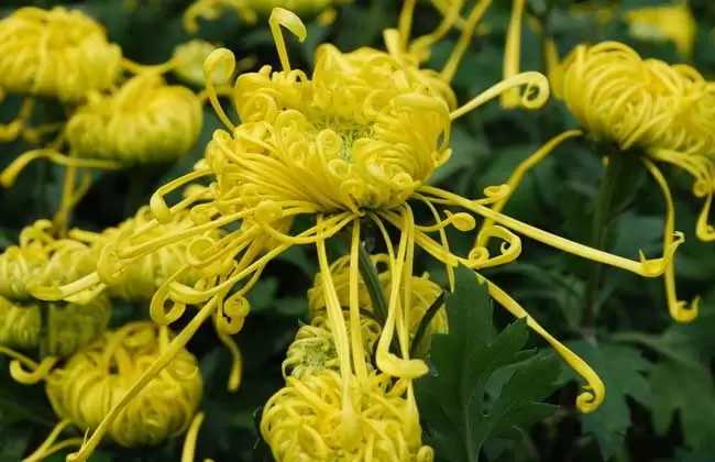 菊花的生长习性 菊花的生长习性