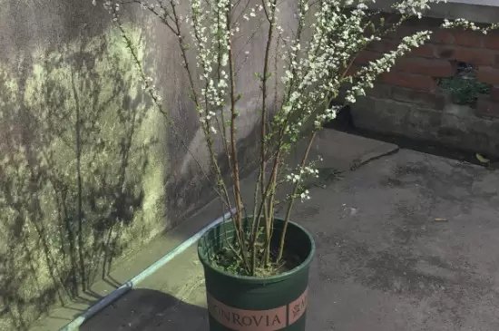 雪柳是柳树吗 雪柳是柳树吗