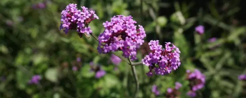 马鞭草花期 马鞭草花期
