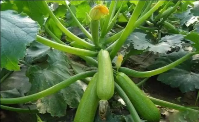 西葫芦裂果的症状表现、主要原因及解决办法 西葫芦裂果的症状表现、主要原因及解决办法