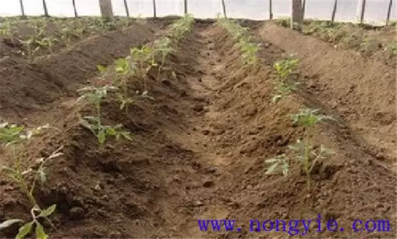 越冬茬番茄栽培技术要点介绍 越冬茬番茄栽培技术要点介绍