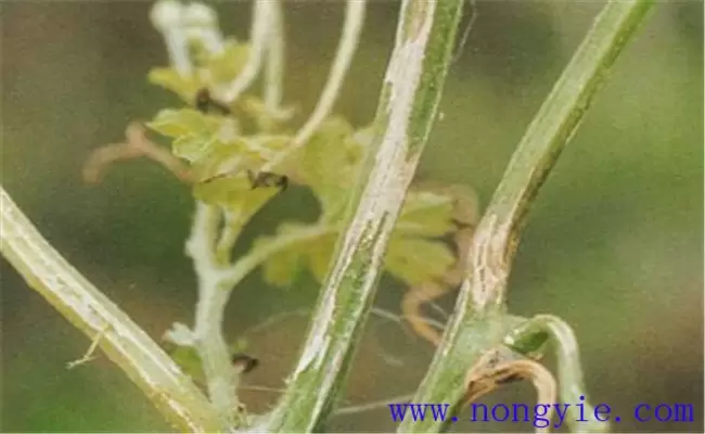 苦瓜蔓枯病有哪些症状?如何进行综合防治? 苦瓜蔓枯病有哪些症状?如何进行综合防治?