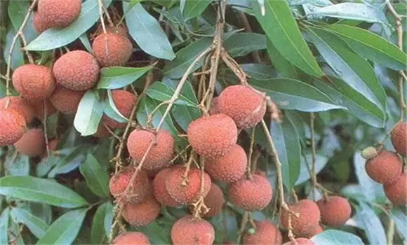 荔枝干腐病怎样治 荔枝干腐病怎样治
