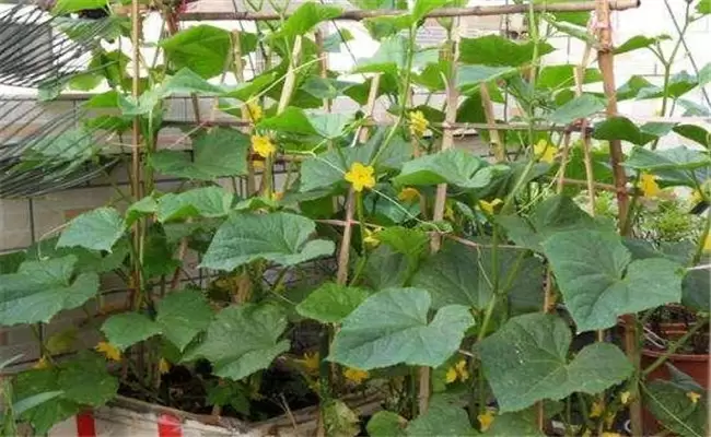 黄瓜只长秧不结瓜、只开花不结瓜是什么原因? 黄瓜只长秧不结瓜、只开花不结瓜是什么原因?