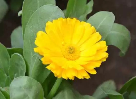 金盏菊种植技术 金盏菊种植技术