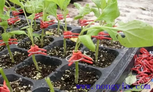 茄子嫁接育苗技术要点 茄子嫁接育苗技术要点