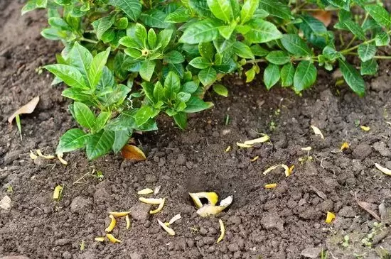 香蕉皮是属于氮肥还是钾肥 香蕉皮是属于氮肥还是钾肥