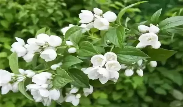 茉莉花的养殖方法简介,怎样培育茉莉花 茉莉花的养殖方法简介,怎样培育茉莉花