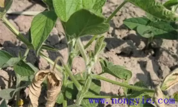 茄子病毒病的症状 茄子病毒病的症状