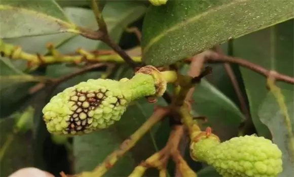 荔枝炭疽病的症状特征、防治方法及其发病规律 荔枝炭疽病的症状特征、防治方法及其发病规律