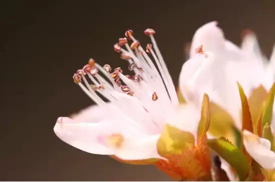 花芯和花蕊的区别 花芯和花蕊的区别