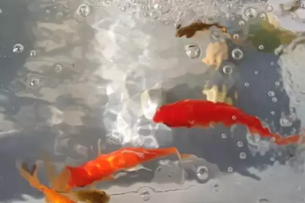 鲤鱼蹭缸的治疗方法,需要先换水 鲤鱼蹭缸的治疗方法,需要先换水