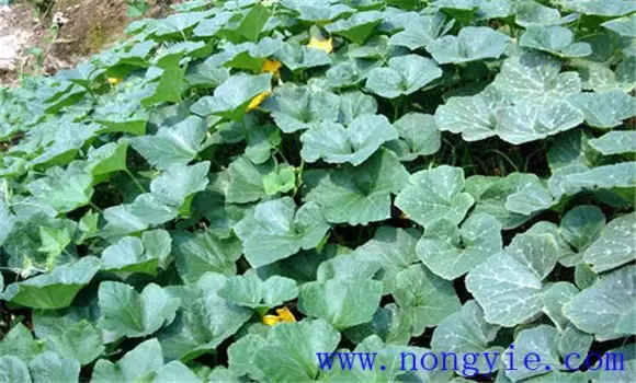 蜜本南瓜种植技术要点 蜜本南瓜种植技术要点