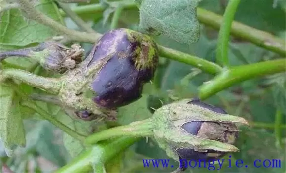 茄子僵果是什么原因造成的 茄子僵果是什么原因造成的