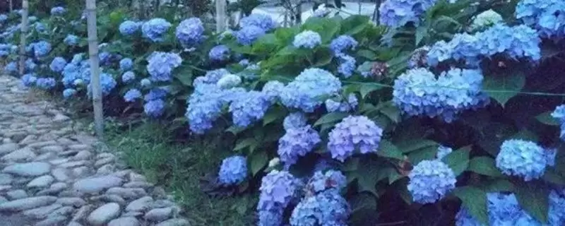 蓝色的花有哪些及花名 蓝色的花有哪些及花名