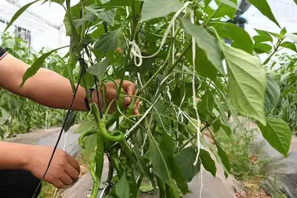 辣椒打顶摘心的时间