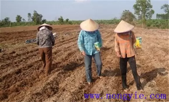 秋季西葫芦种植时间 秋季西葫芦种植时间