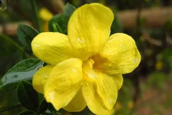 迎春花什么时候开花? 迎春花什么时候开花?