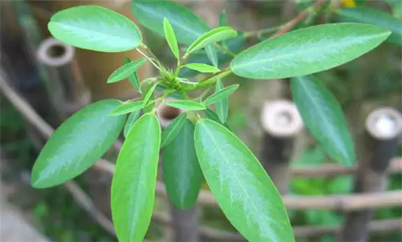 跳舞草怎么种 跳舞草怎么种