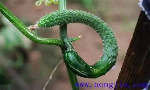 黄瓜畸形是什么原因造成的 黄瓜畸形是什么原因造成的
