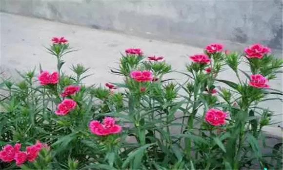 香石竹是什么花 香石竹是什么花