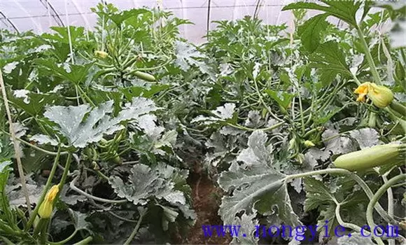 西葫芦白粉病的防治方法 西葫芦白粉病的防治方法