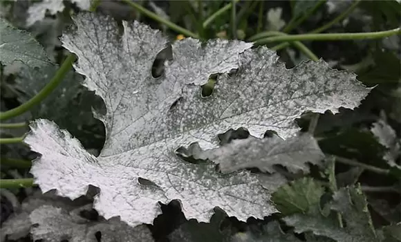 西葫芦白粉病的防治方法 西葫芦白粉病的防治方法