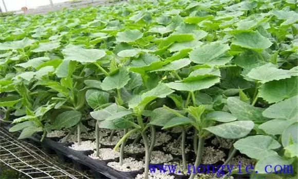 黄瓜温室早育苗晚定植方法 黄瓜温室早育苗晚定植方法