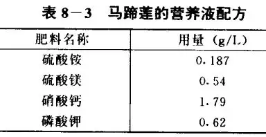 马蹄莲无土栽培技术要点 马蹄莲无土栽培技术要点