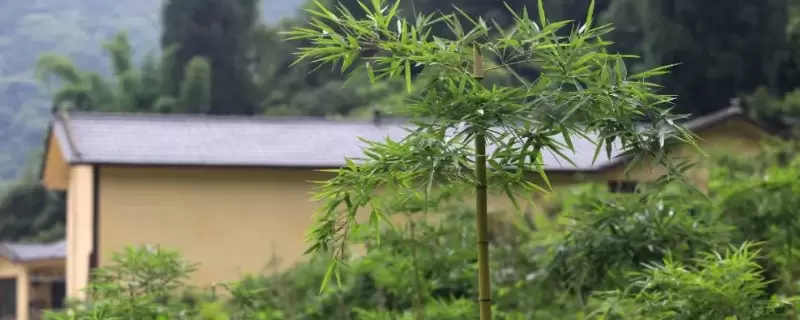 雷竹的种植前景如何,附雷竹的产地环境和繁殖方法 雷竹的种植前景如何,附雷竹的产地环境和繁殖方法