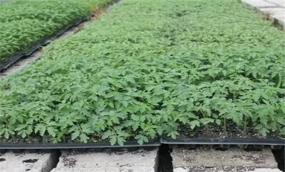 西红柿育苗方法 西红柿育苗方法