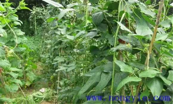 豇豆叶斑病的症状有哪些 豇豆叶斑病的症状有哪些