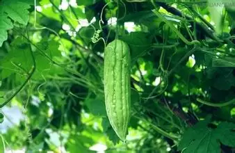 苦瓜的营养价值及功效 苦瓜的营养价值及功效